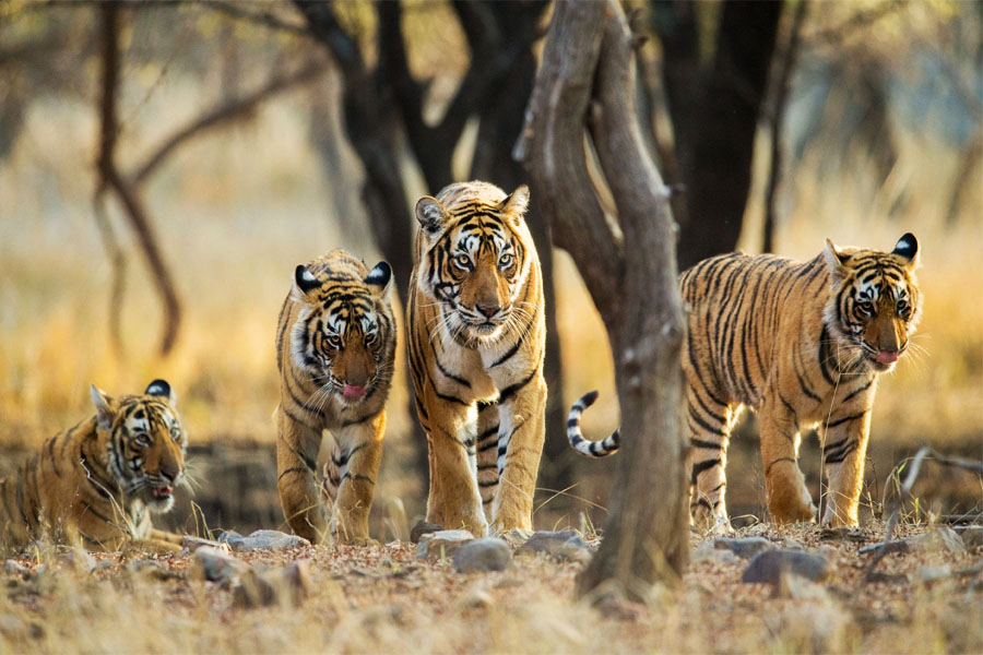 Satpura And Pench National Park Tour